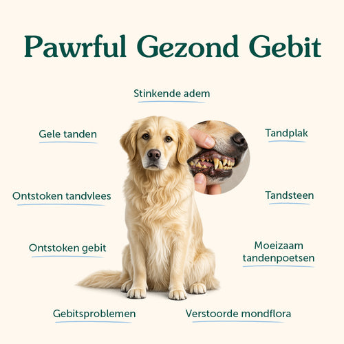 Gezond Gebit | Frisse adem & Gebitsverzorging