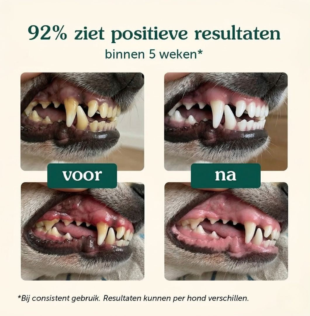 Gezond Gebit | Frisse adem & Schone tanden