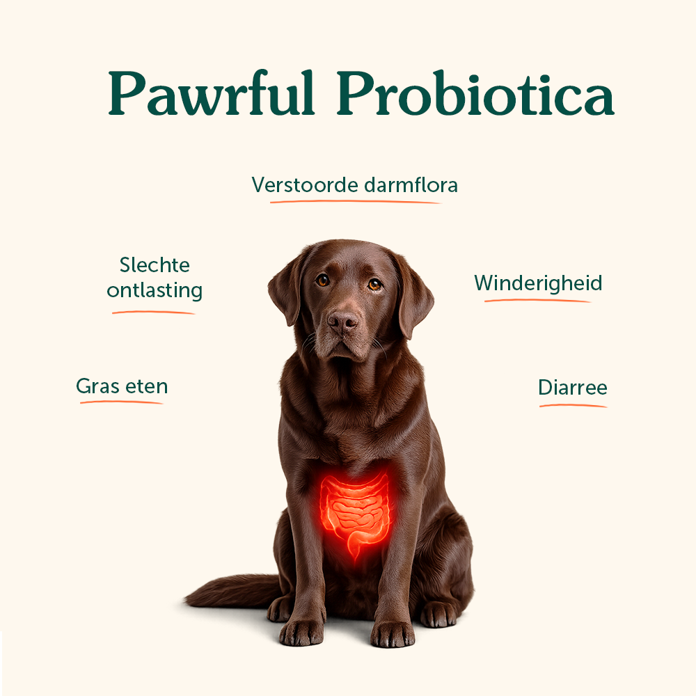 Probiotica | Ondersteunt darmgezondheid